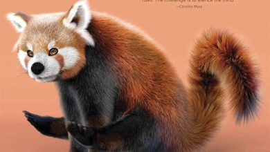 Red Panda Yoga Calendar 2026