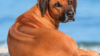Rhodesian Ridgeback Calendar 2026