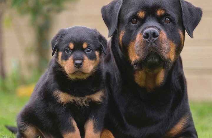 Rottweiler Calendar 2026
