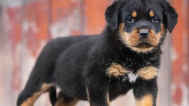 Rottweiler Puppies Calendar 2026
