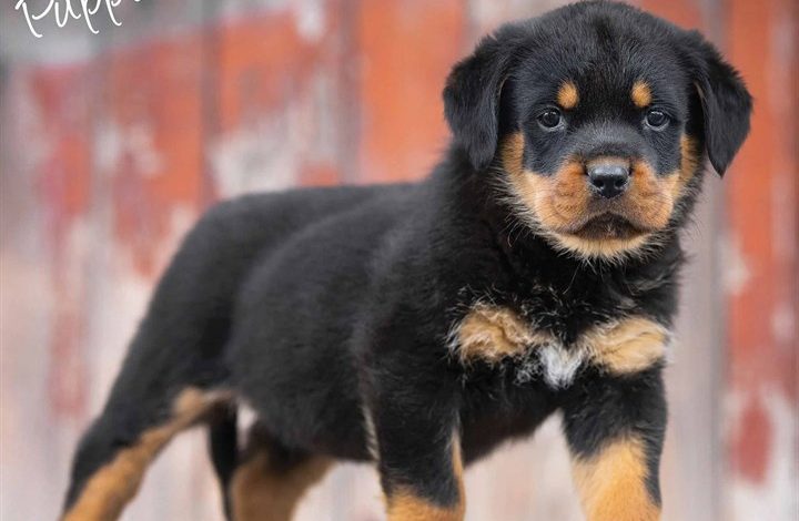 Rottweiler Puppies Calendar 2026