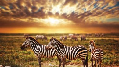 Safari Calendar 2026