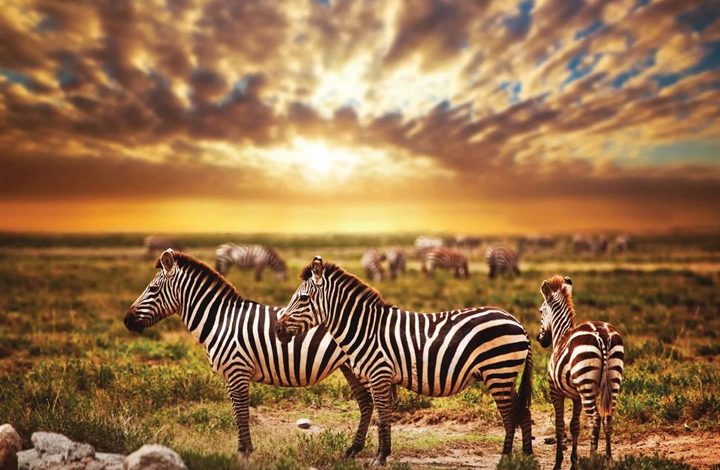 Safari Calendar 2026