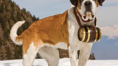 Saint Bernard Calendar 2026