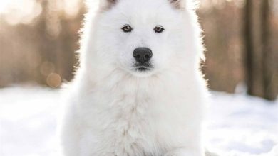 Samoyed Calendar 2026