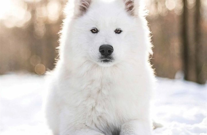 Samoyed Calendar 2026