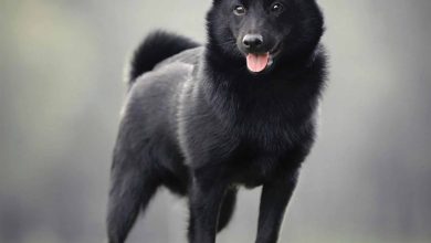 Schipperke Calendar 2026