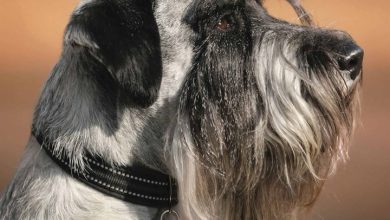 Schnauzer Calendar 2026