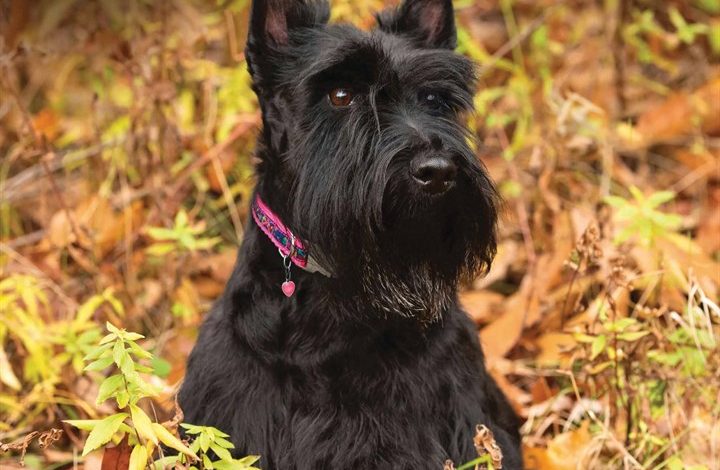 Scottish Terrier Calendar 2026