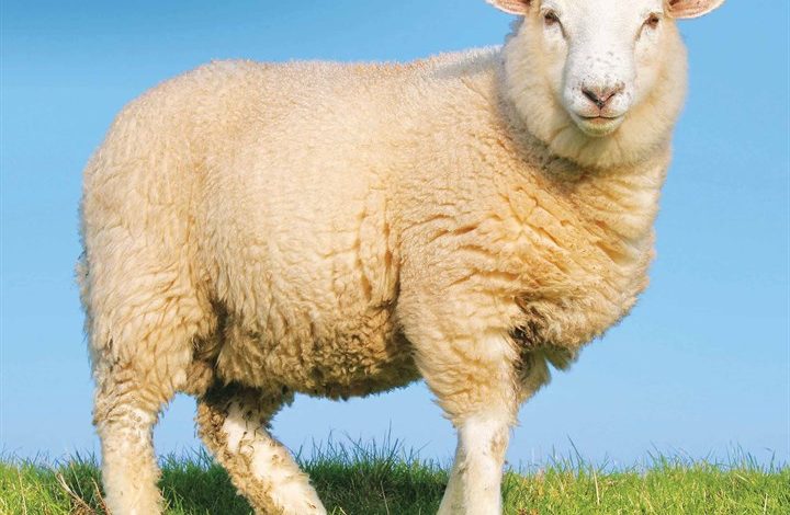 Sheep Calendar 2026
