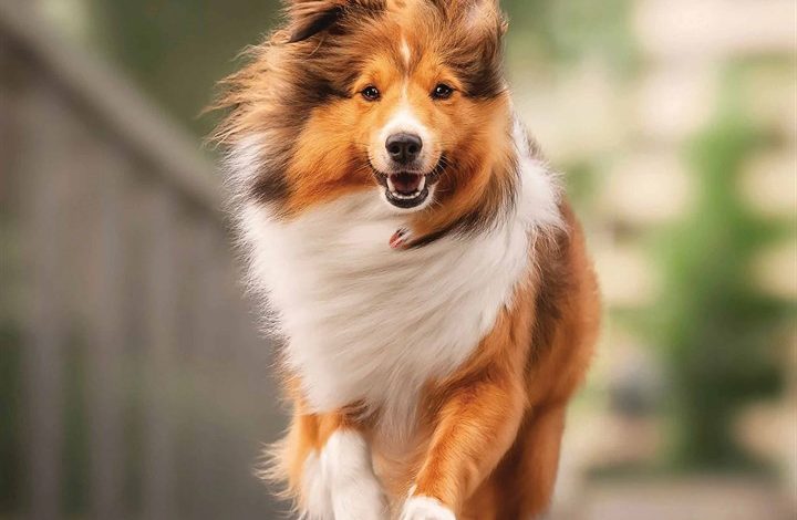 Shetland Sheepdog Calendar 2026