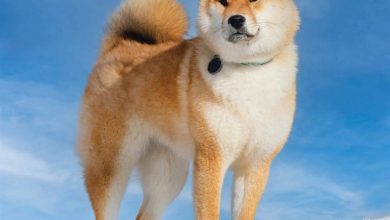 Shiba Inu Calendar 2026
