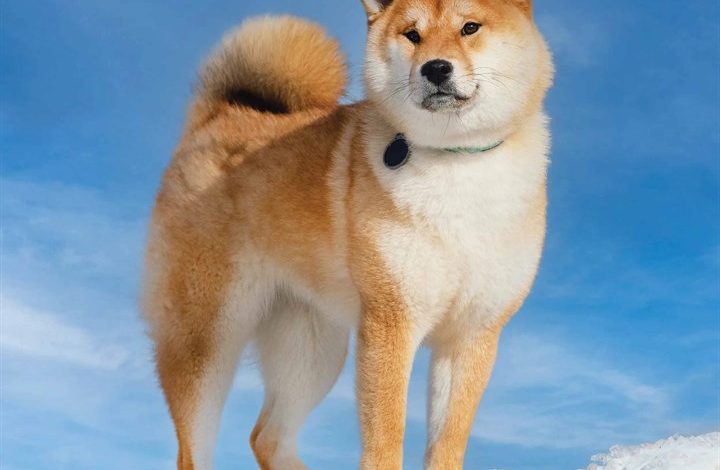 Shiba Inu Calendar 2026