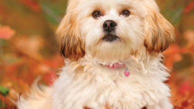 Shih Tzu Calendar 2026