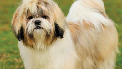 Shih Tzus Calendar 2026