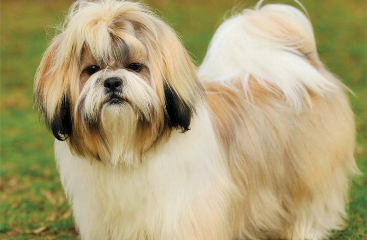 Shih Tzus Calendar 2026