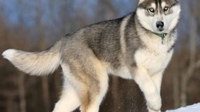 Siberian Husky Calendar 2026