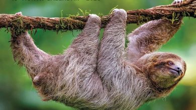 Sloth Mode Calendar 2026