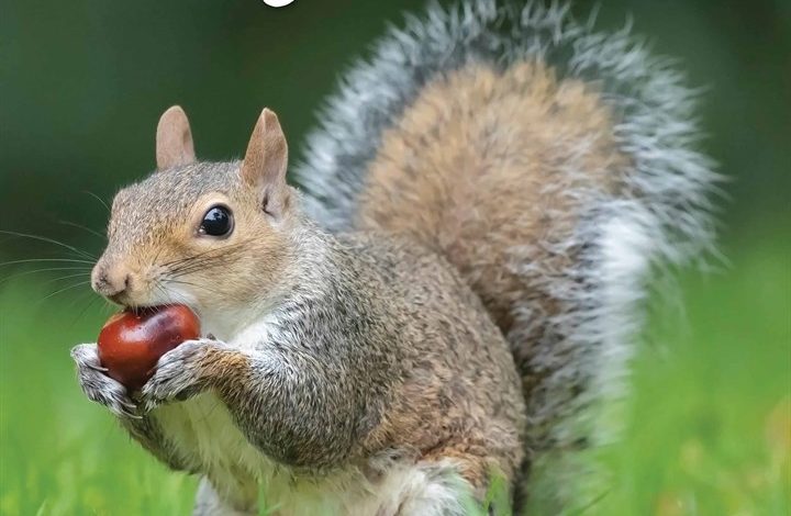 Squirrels Calendar 2026