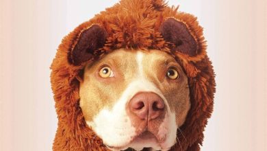 Staffies Calendar 2026