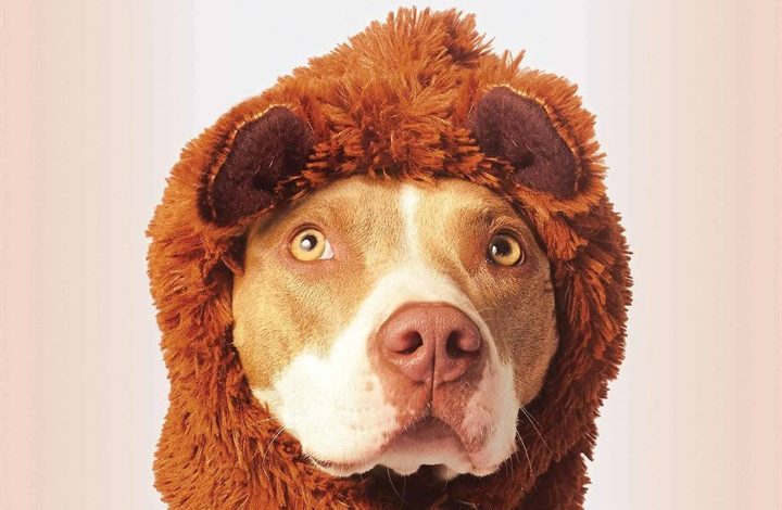 Staffies Calendar 2026