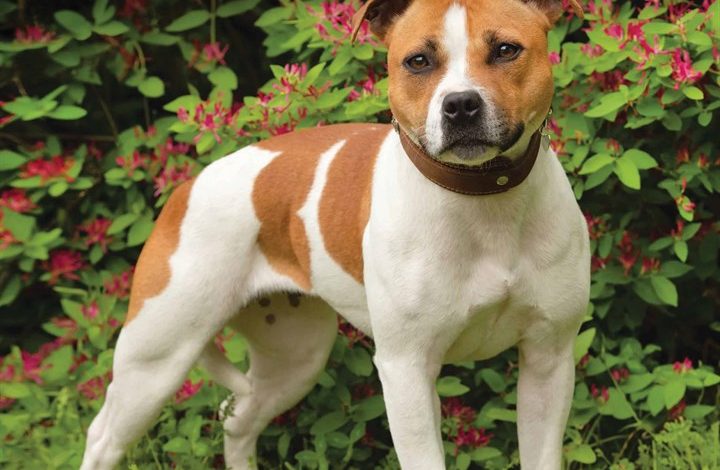 Staffordshire Bull Terrier Calendar 2026