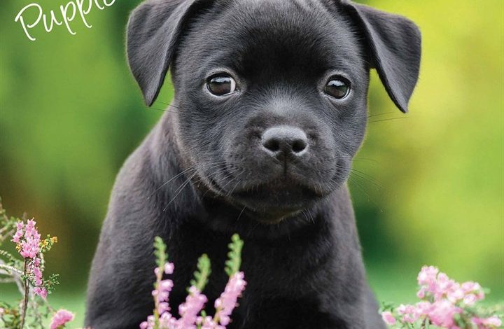 Staffordshire Bull Terrier Puppies Calendar 2026