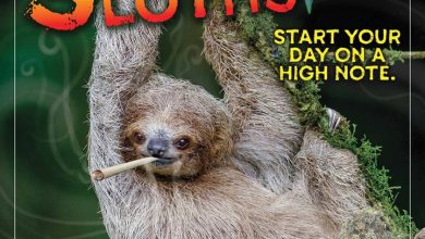 Stoner Sloths Calendar 2026
