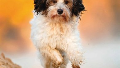 Tibetan Terrier Calendar 2026