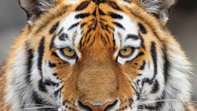 Tigers Calendar 2026