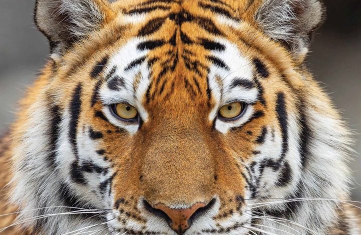 Tigers Calendar 2026