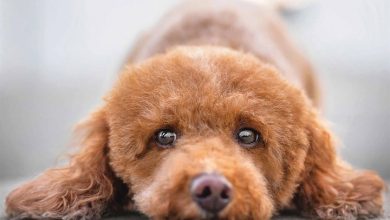 Toy & Miniature Poodle Calendar 2026