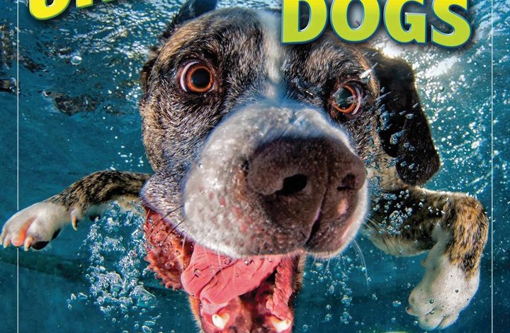 Underwater Dogs Calendar 2026