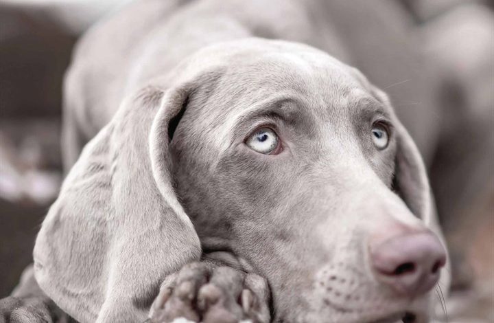 Weimaraner Calendar 2026