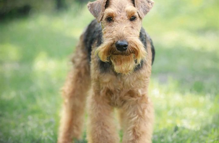 Welsh Terrier Calendar 2026
