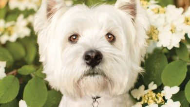 West Highland White Terrier Calendar 2026