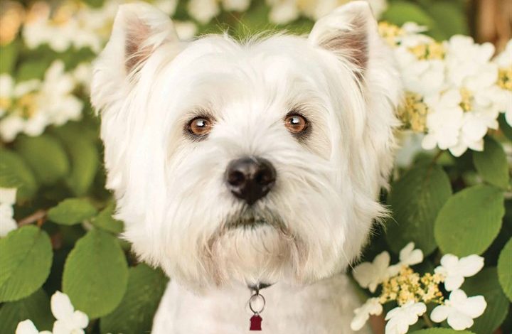West Highland White Terrier Calendar 2026