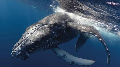 Whales Calendar 2026