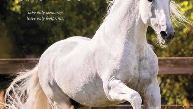 What Horses Teach Us Calendar 2026