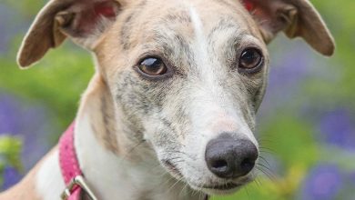 Whippet Calendar 2026