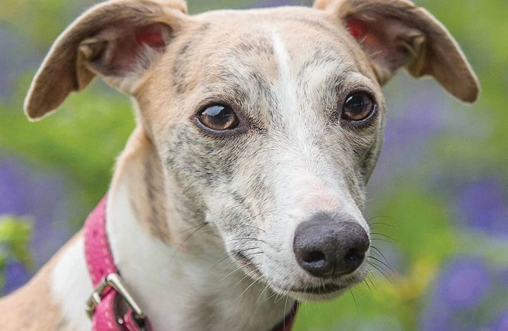 Whippet Calendar 2026