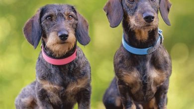 Wire Haired Dachshund Calendar 2026