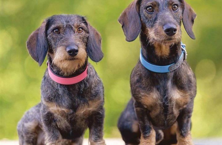 Wire Haired Dachshund Calendar 2026