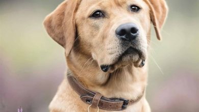 Yellow Labrador Retriever Calendar 2026