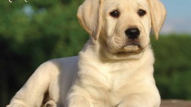 Yellow Labrador Retriever Puppies Calendar 2026