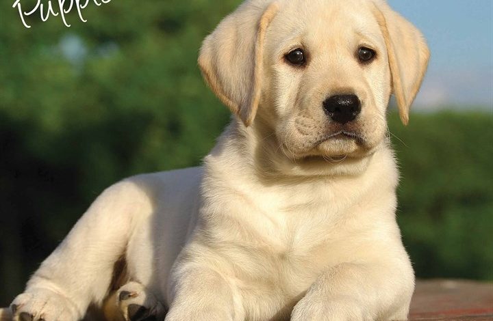 Yellow Labrador Retriever Puppies Calendar 2026
