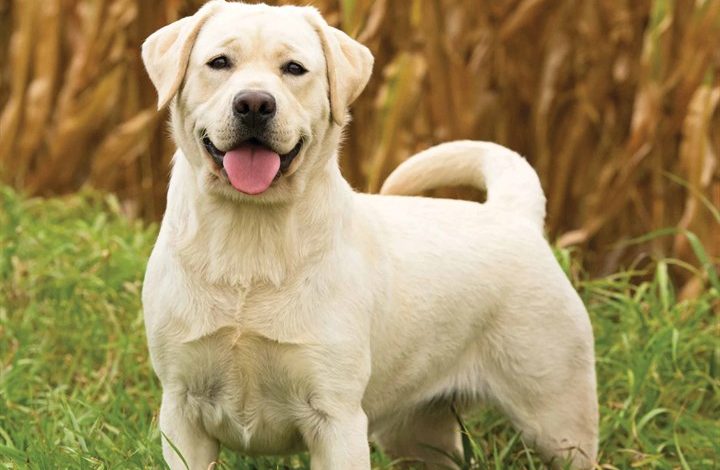 Yellow Labrador Retrievers Calendar 2026