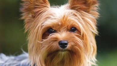 Yorkshire Terrier Calendar 2026