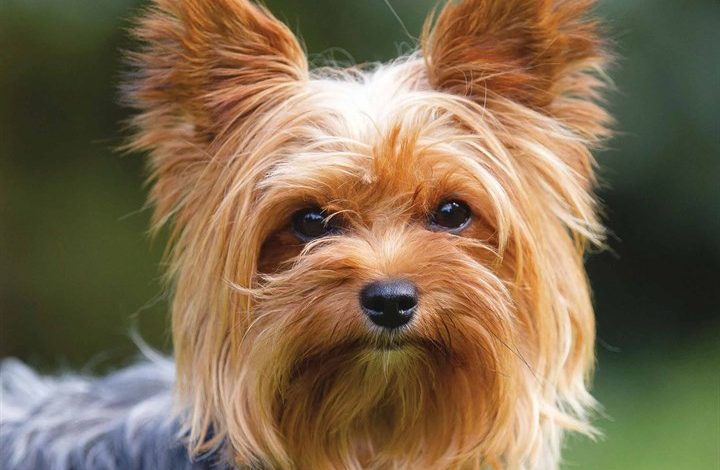 Yorkshire Terrier Calendar 2026