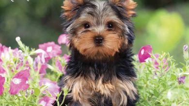 Yorkshire Terrier Puppies Calendar 2026